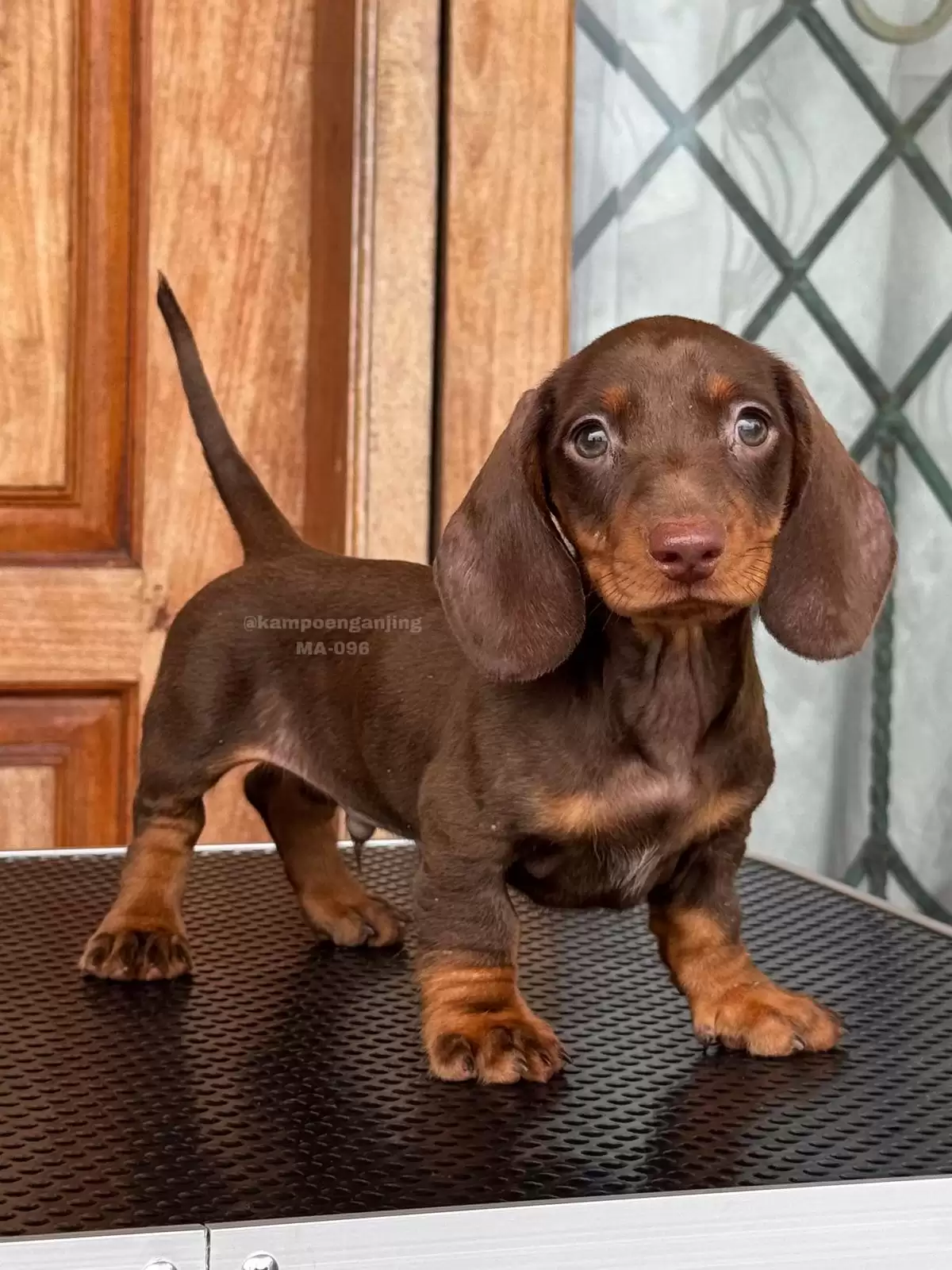 Dachsund male 096