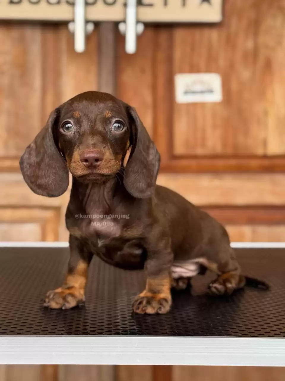 Dachsund male 095