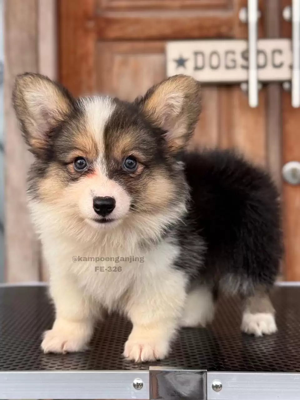 Pembroke Welsh Corgi female 326