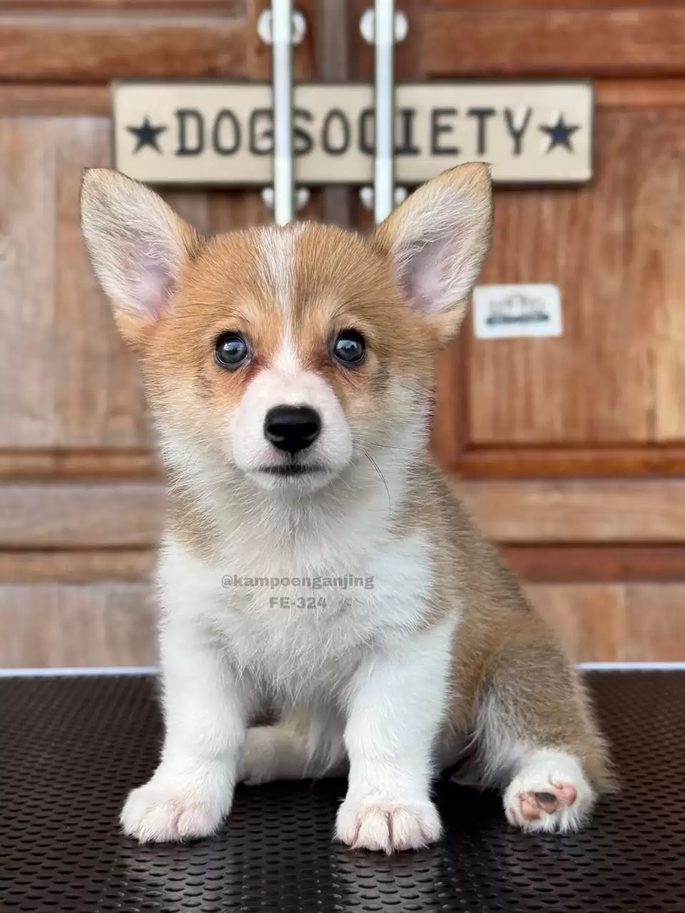 Pembroke Welsh Corgi female 324