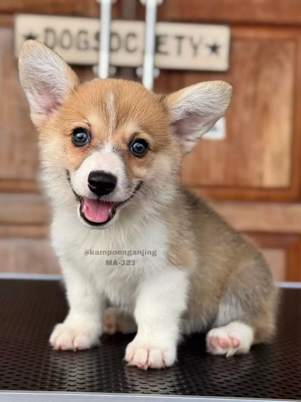 Pembroke Welsh Corgi male 323