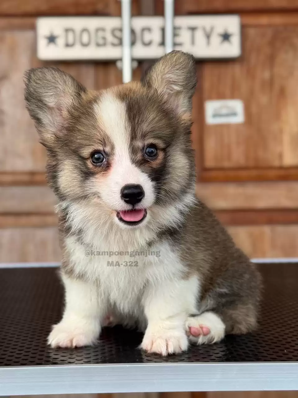 Pembroke Welsh Corgi male 322