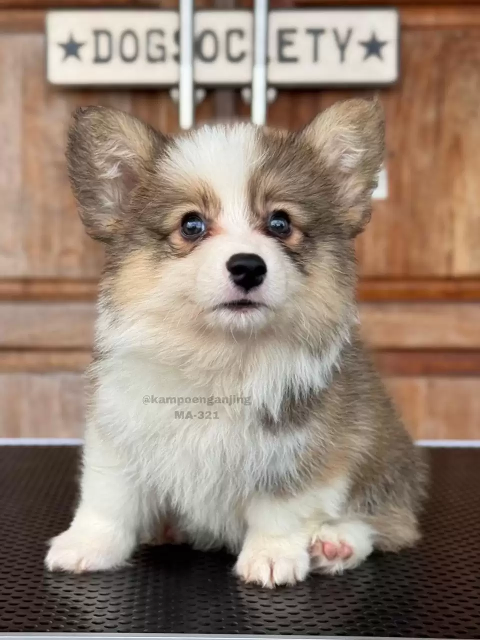 Pembroke Welsh Corgi male 321