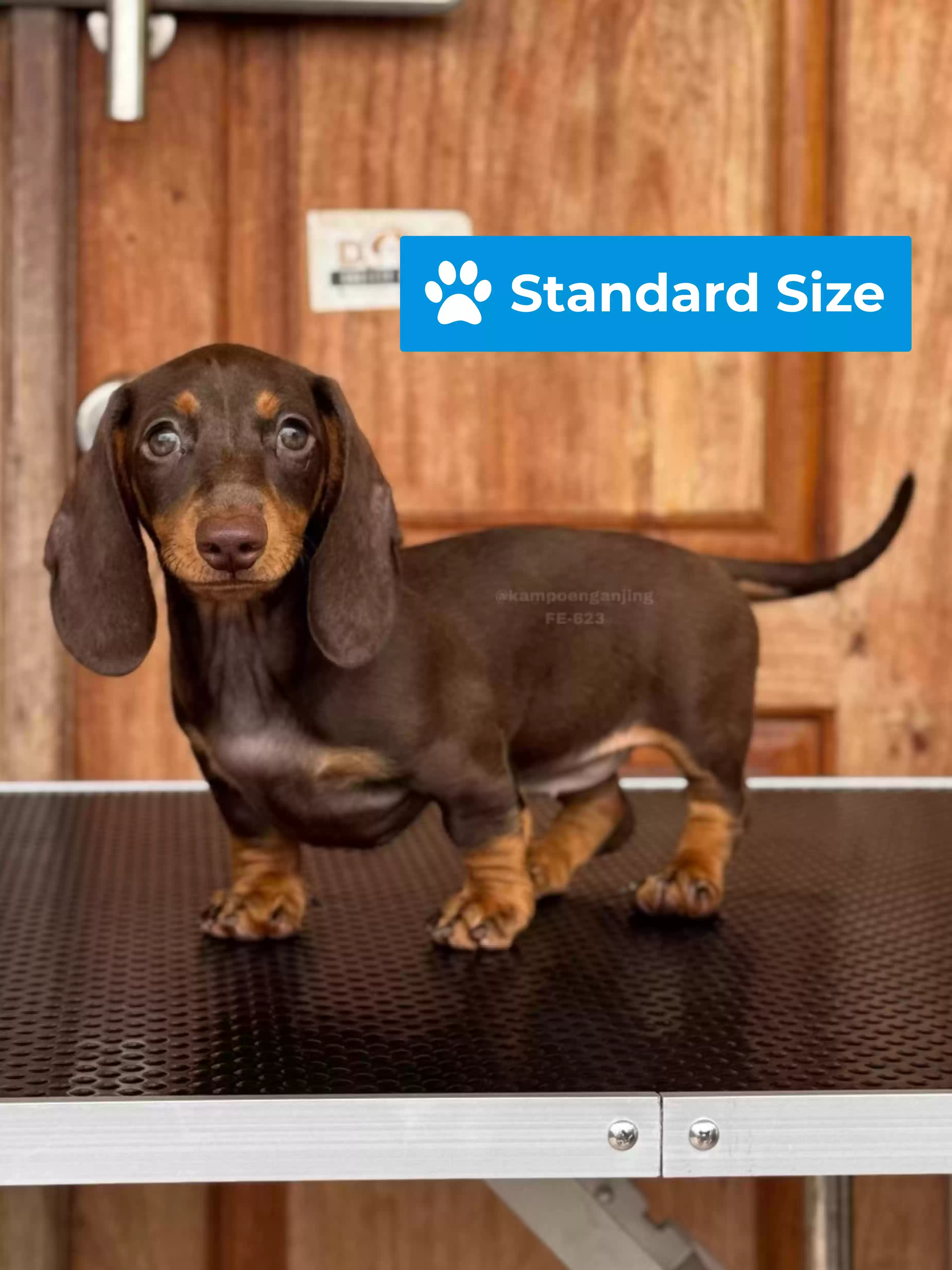 Dachsund female 623