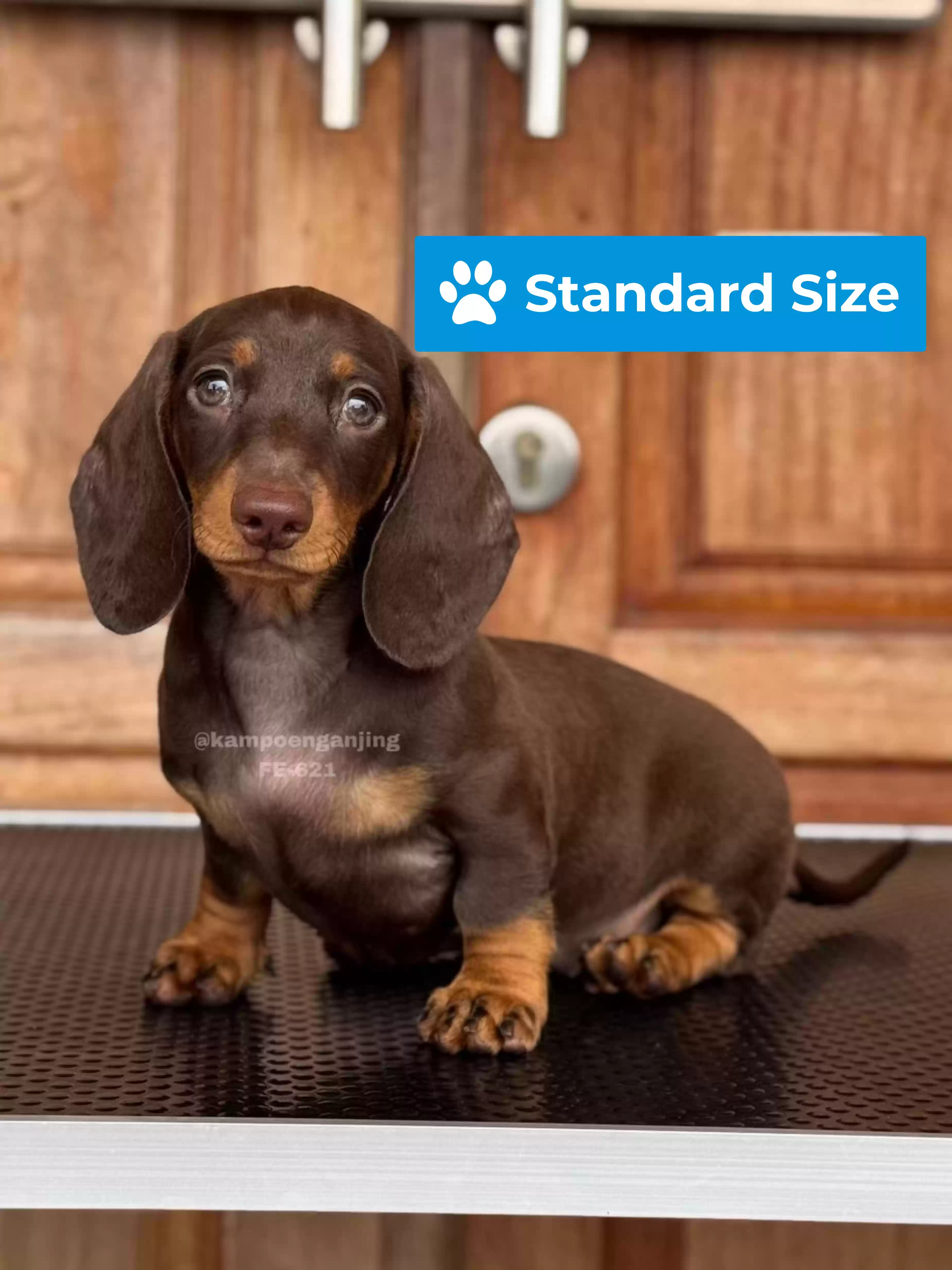 Dachsund female 621