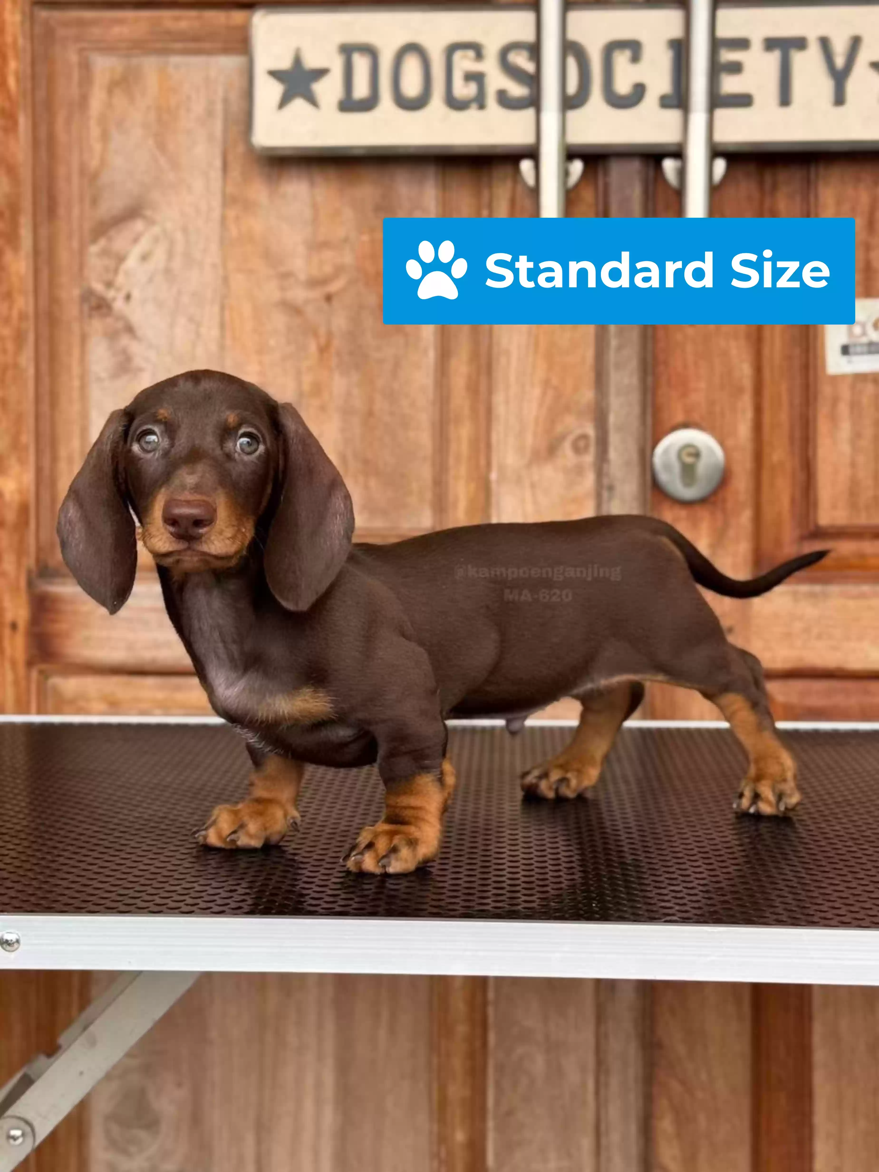 Dachsund male 620