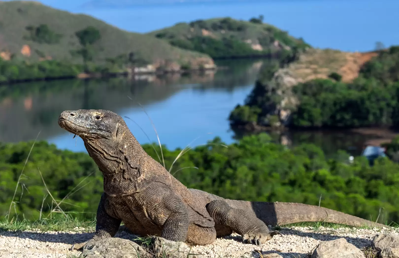 Komodo Dragon