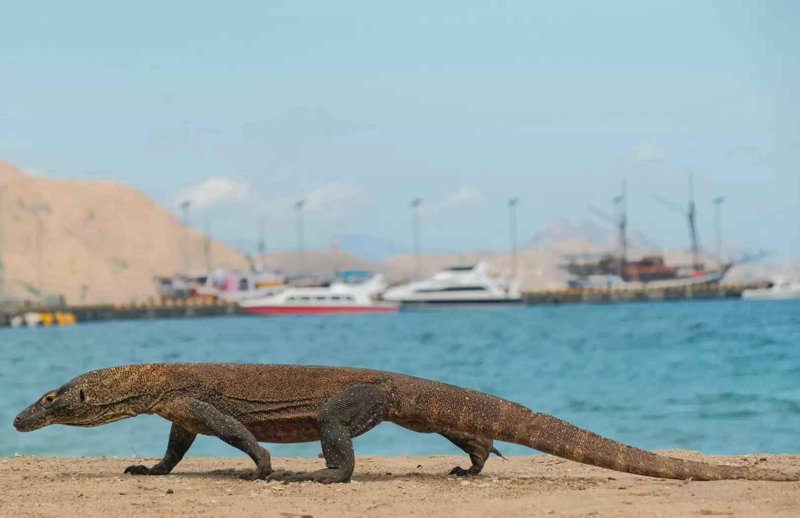 Complete Guide to Komodo Island Tours: What to Know Before You Go