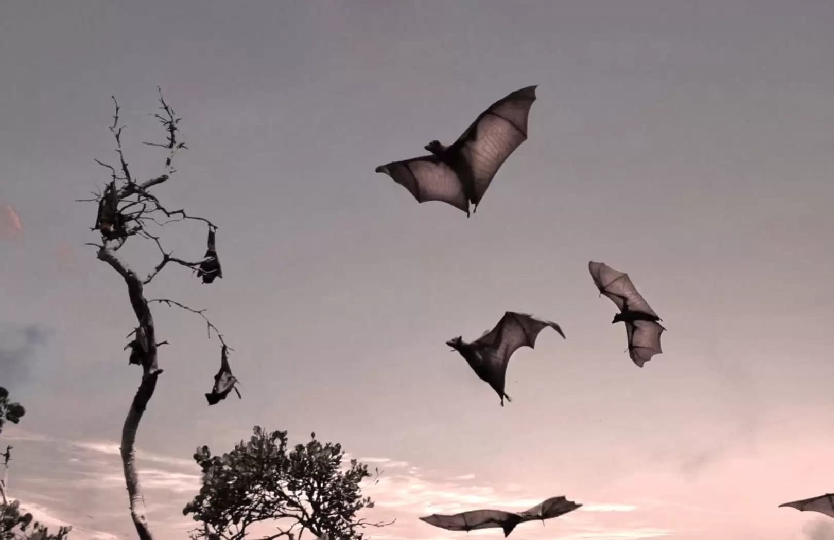 Kalong Island (Bat Island)