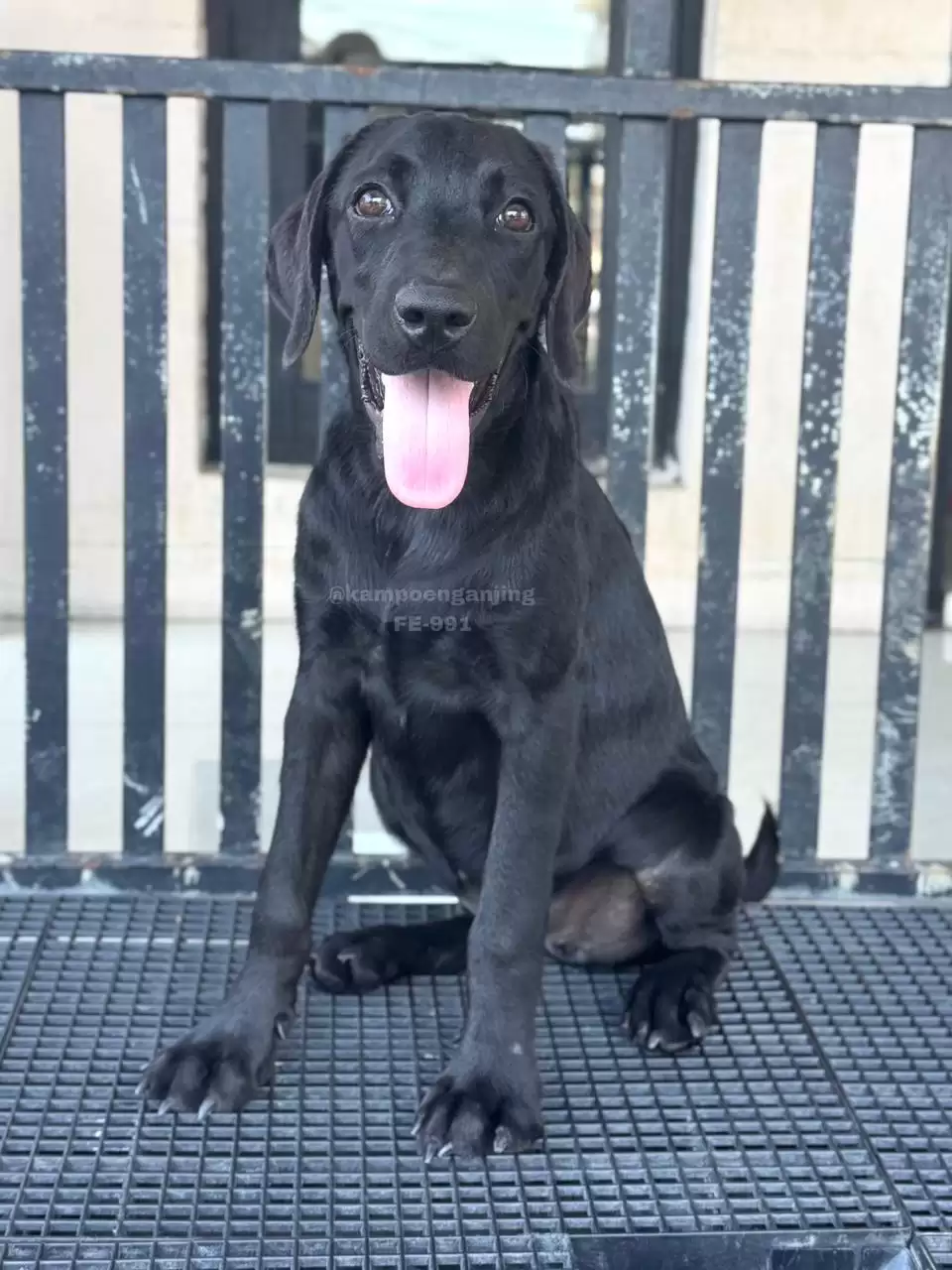 Labrador female 991
