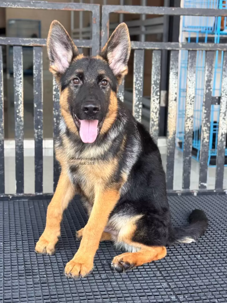 German Shepherd male 357