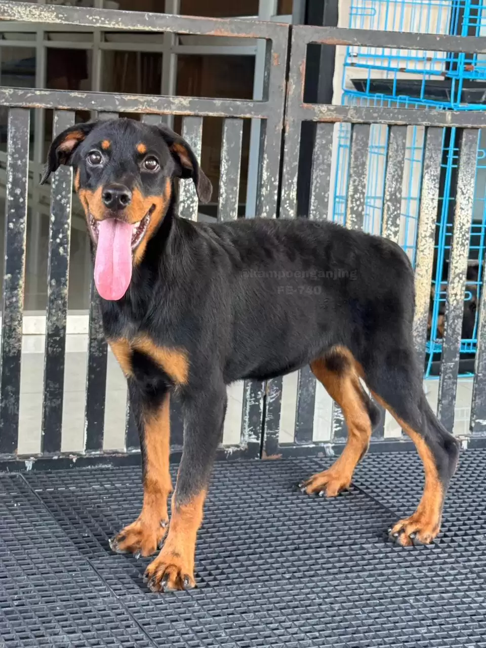 Rottweiler female 740