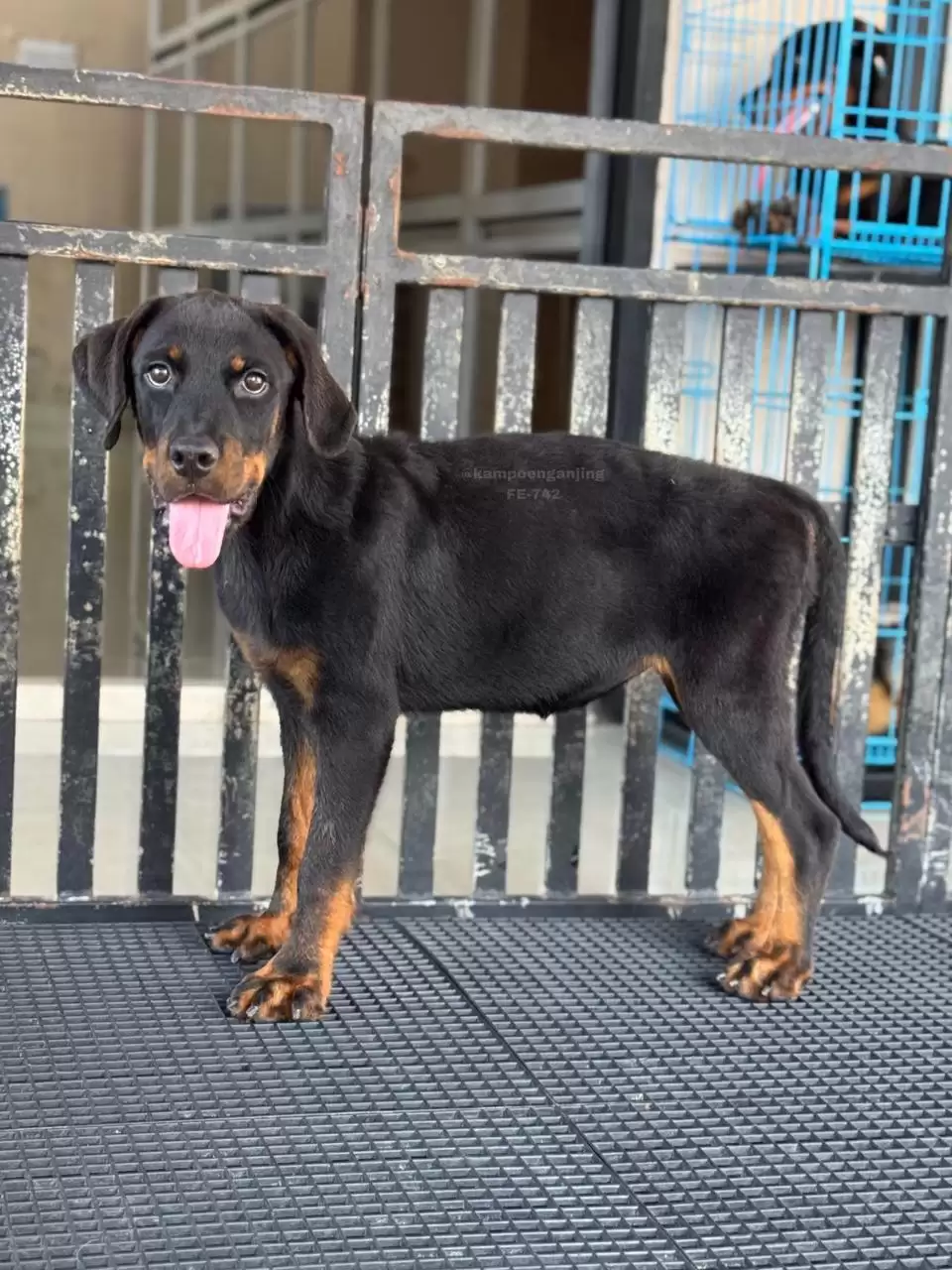 Rottweiler female 742