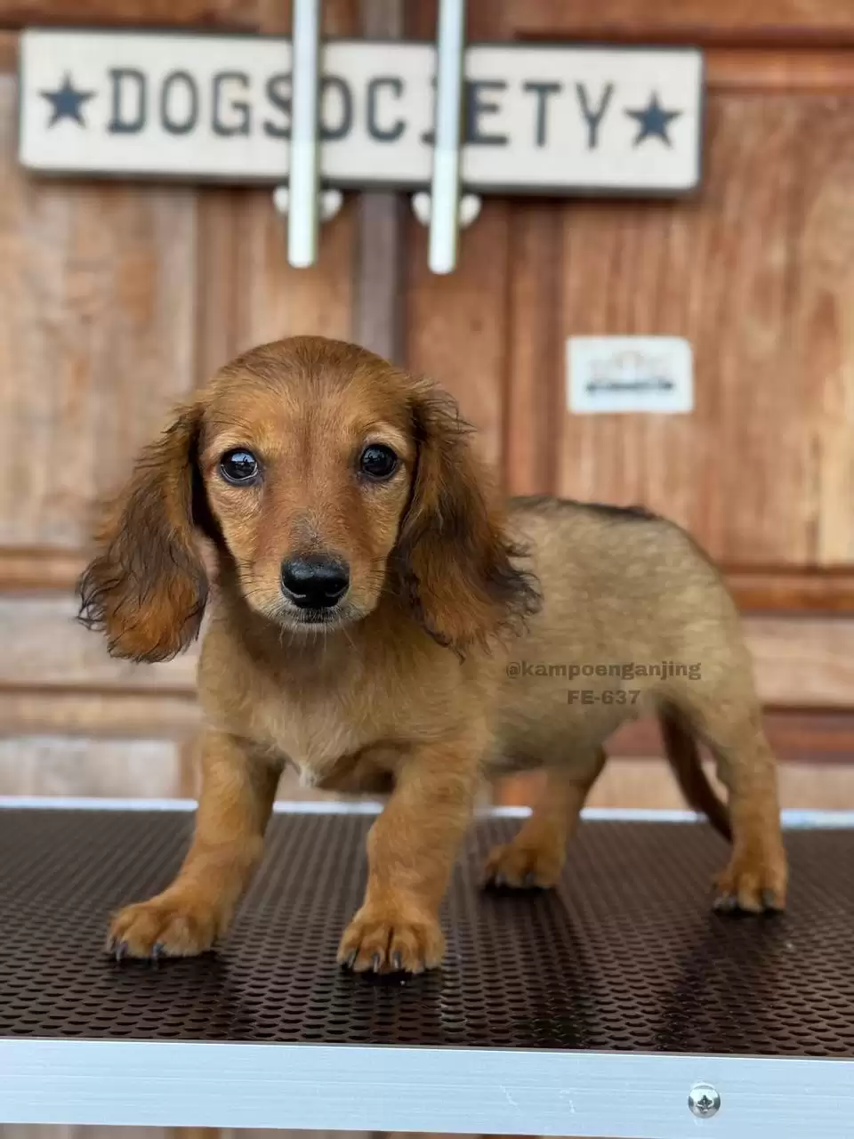 Longhaired Dachsund female 637