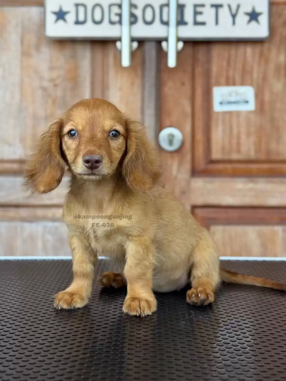 Longhaired Dachsund female 636