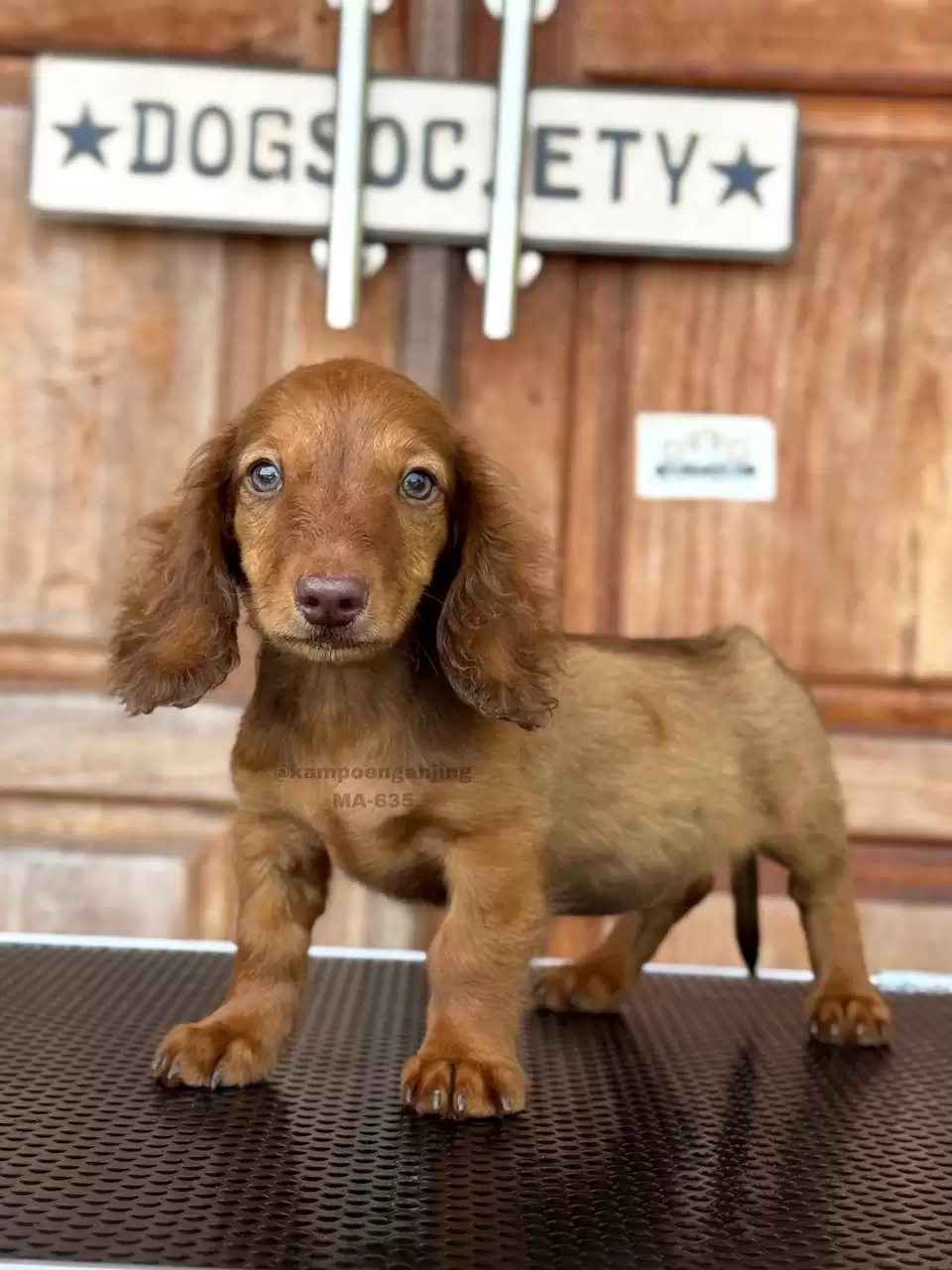 Longhaired Dachsund male 635