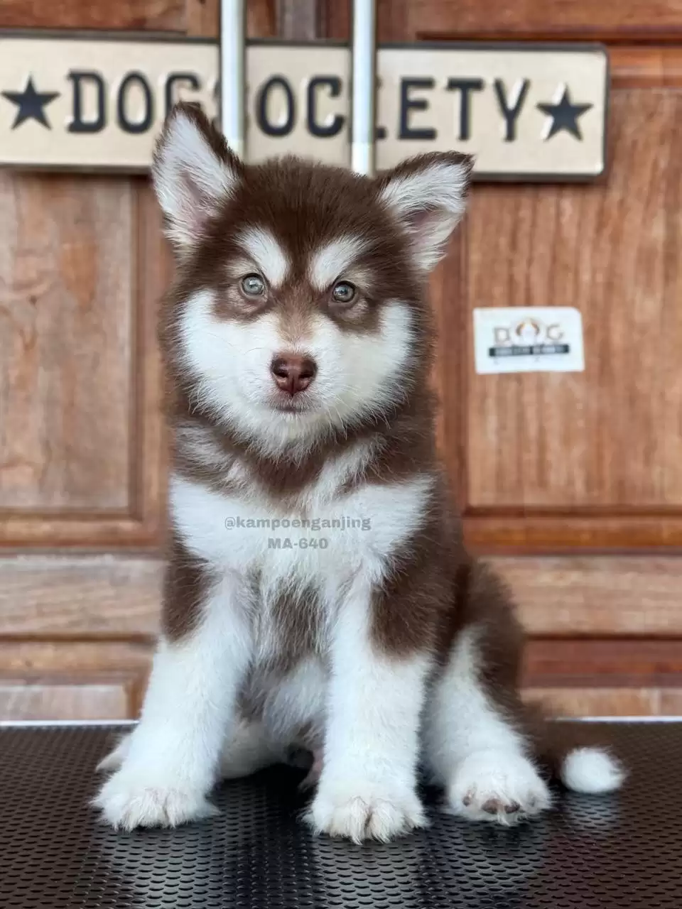 Alaskan Malamute male 640