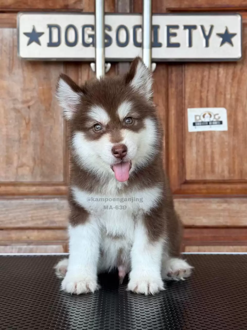 Alaskan Malamute male 639