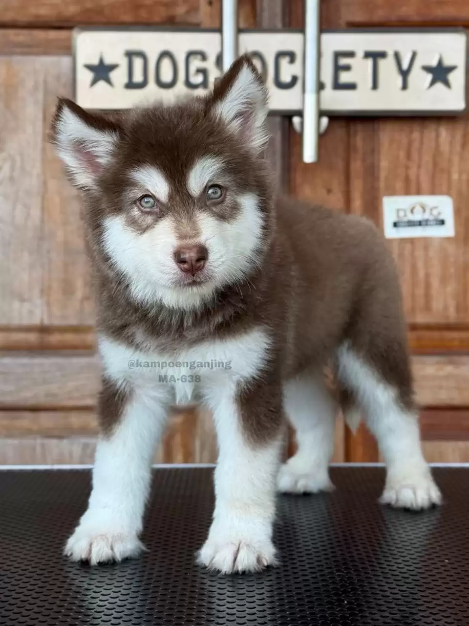 Alaskan Malamute male 638