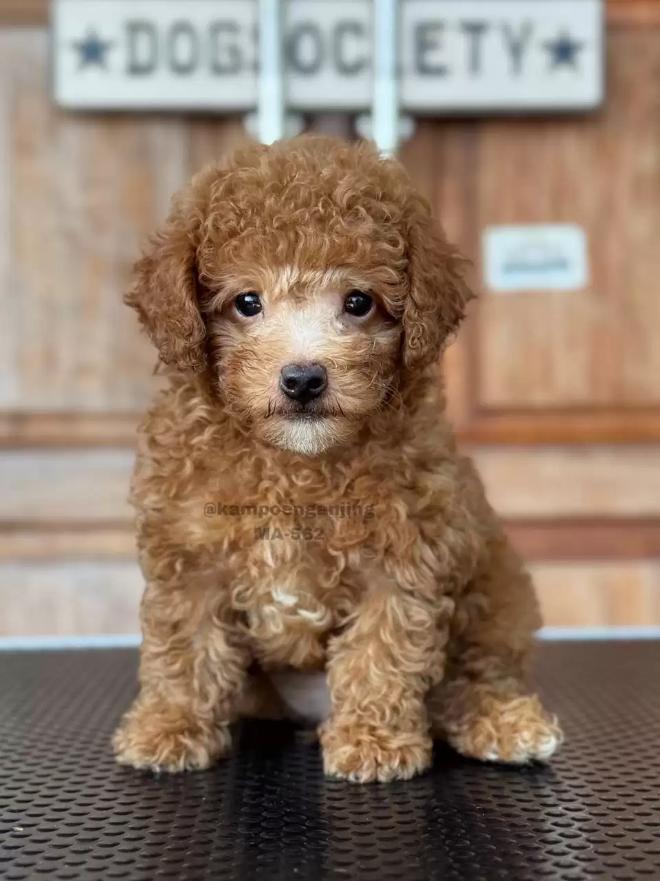 Poodle male 562