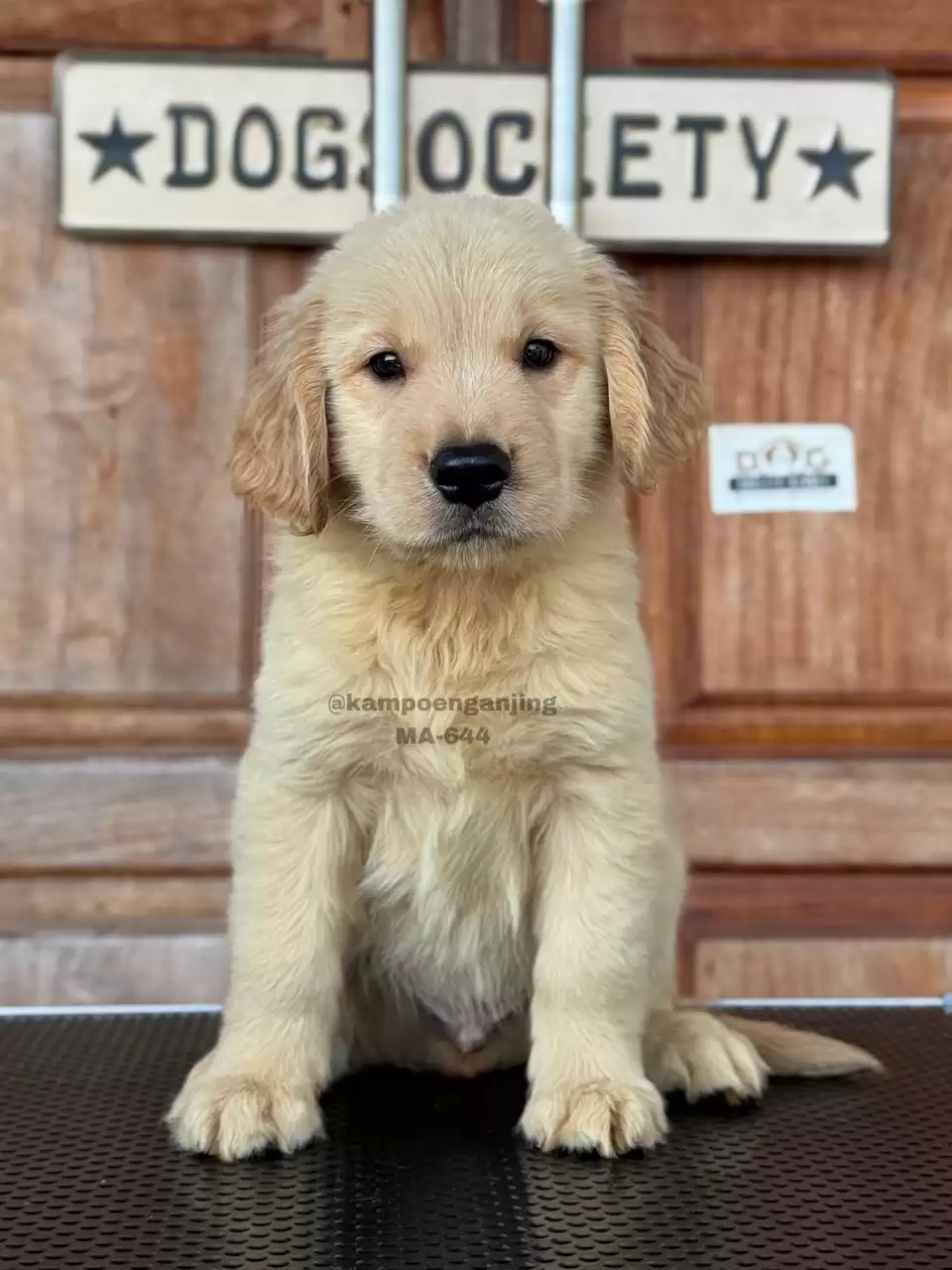 Golden Retriever male 644