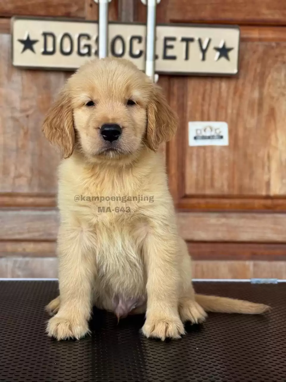 Golden Retriever male 643