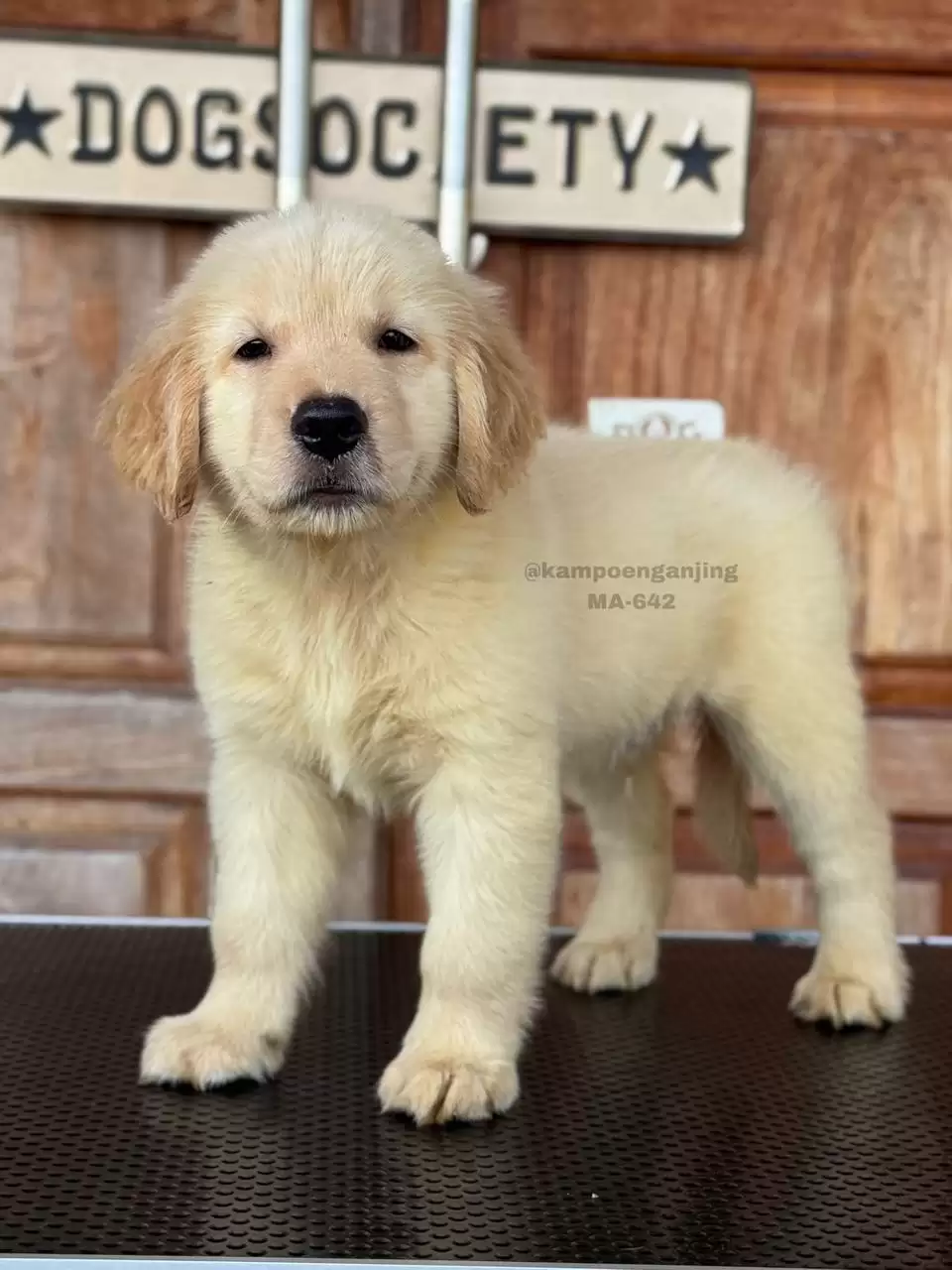 Golden Retriever male 642