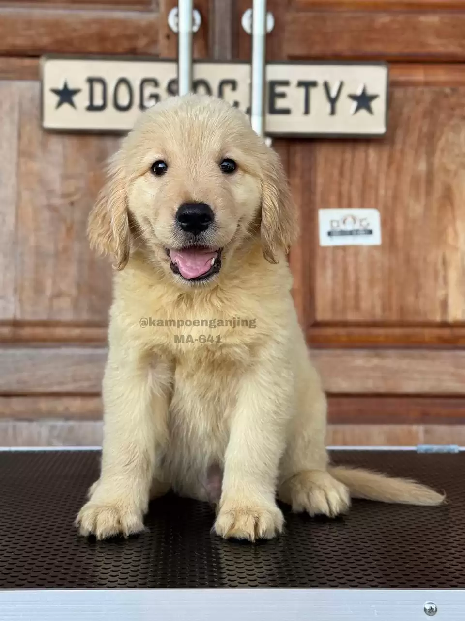Golden Retriever male 641
