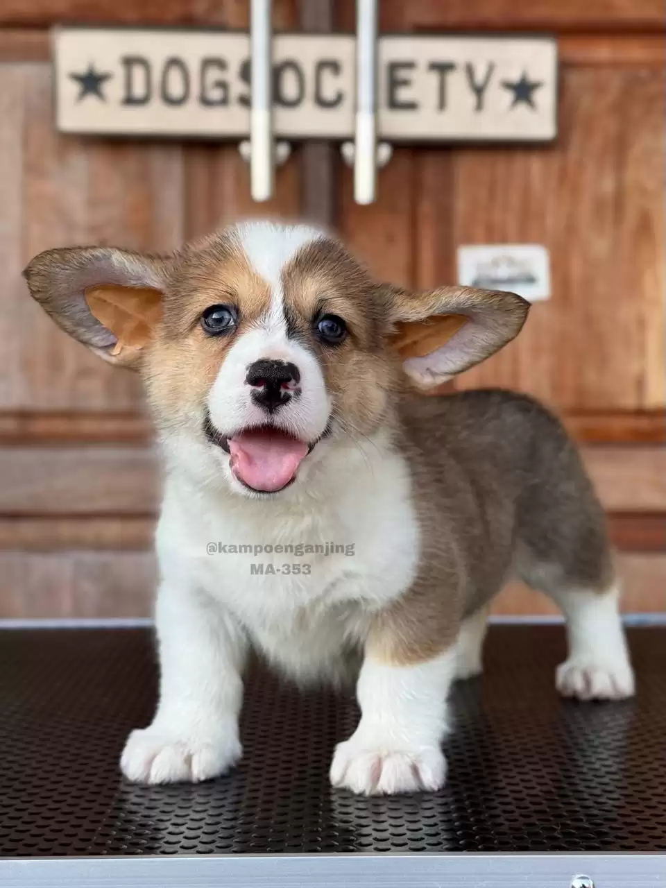 Pembroke Welsh Corgi male 353