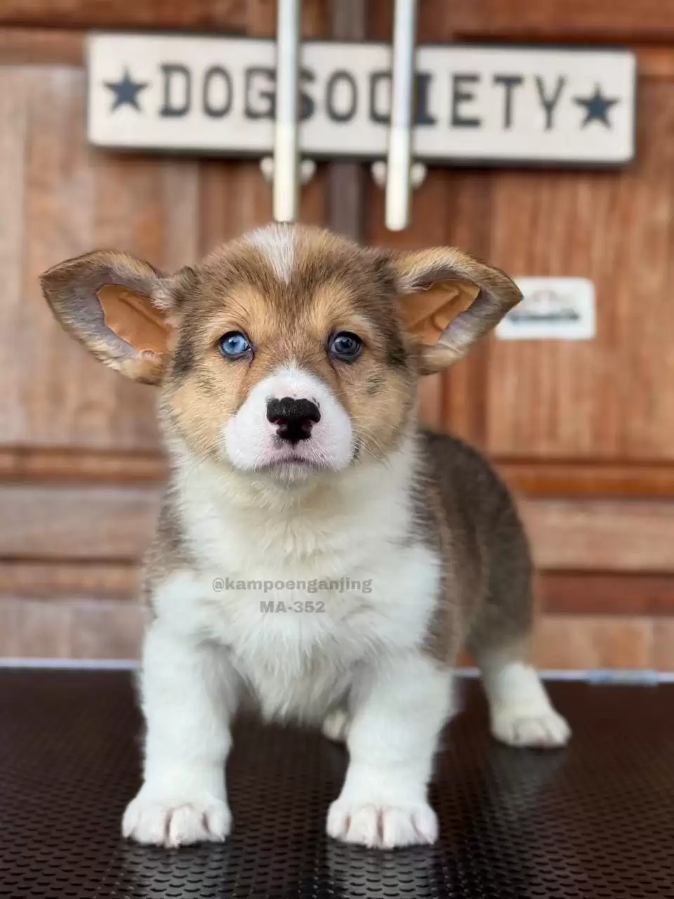 Pembroke Welsh Corgi male 352