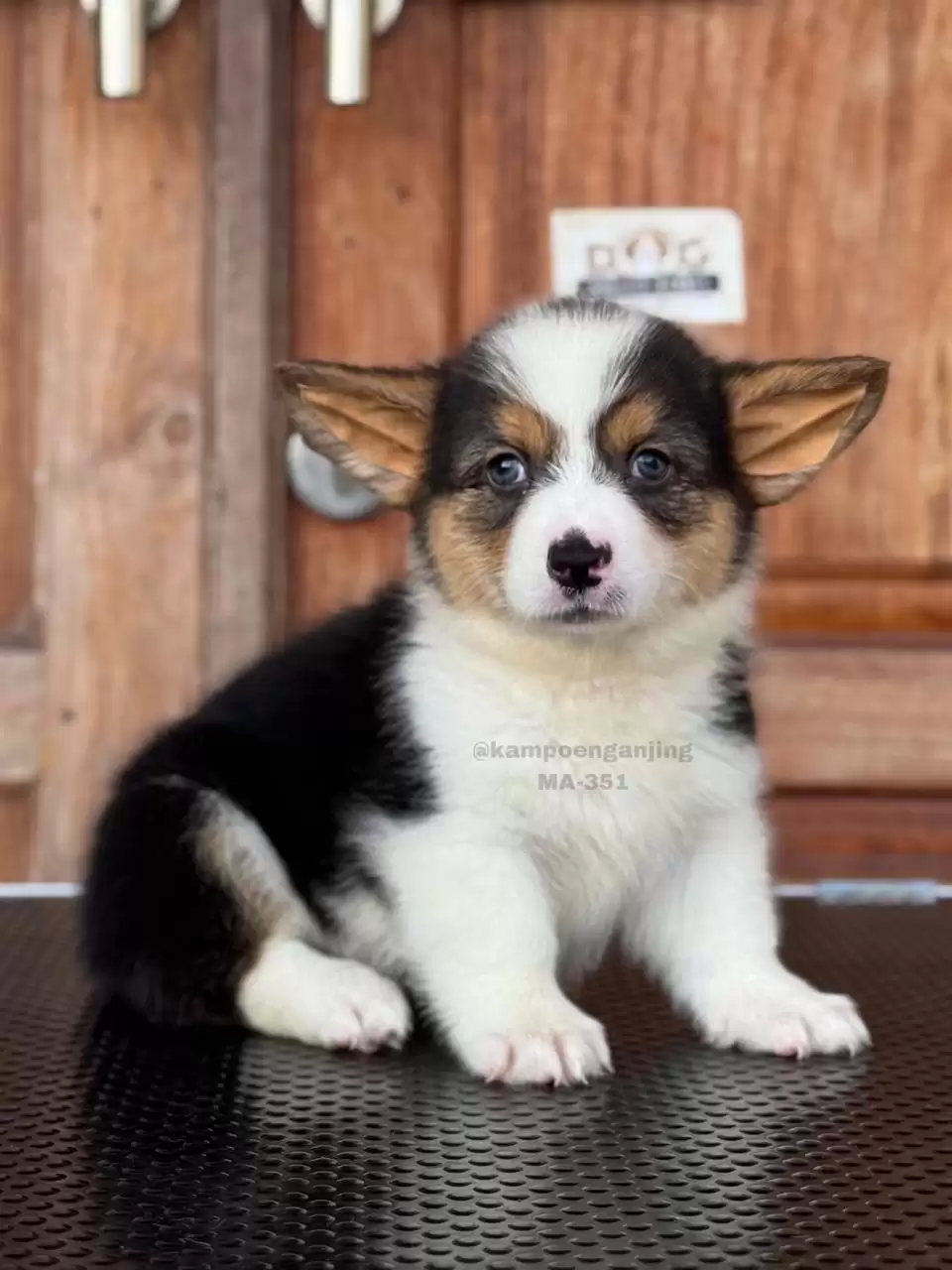 Pembroke Welsh Corgi male 351