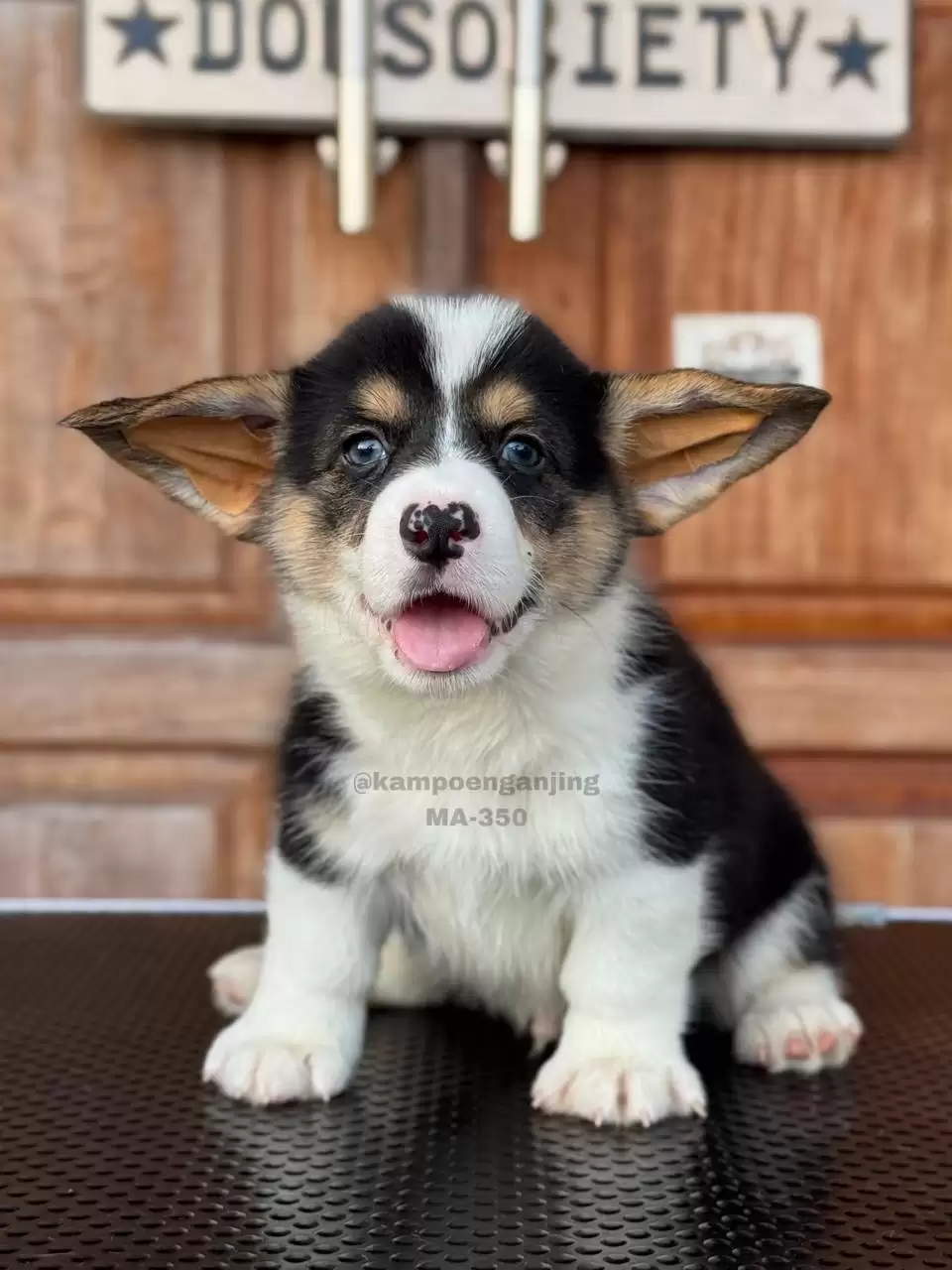 Pembroke Welsh Corgi male 350
