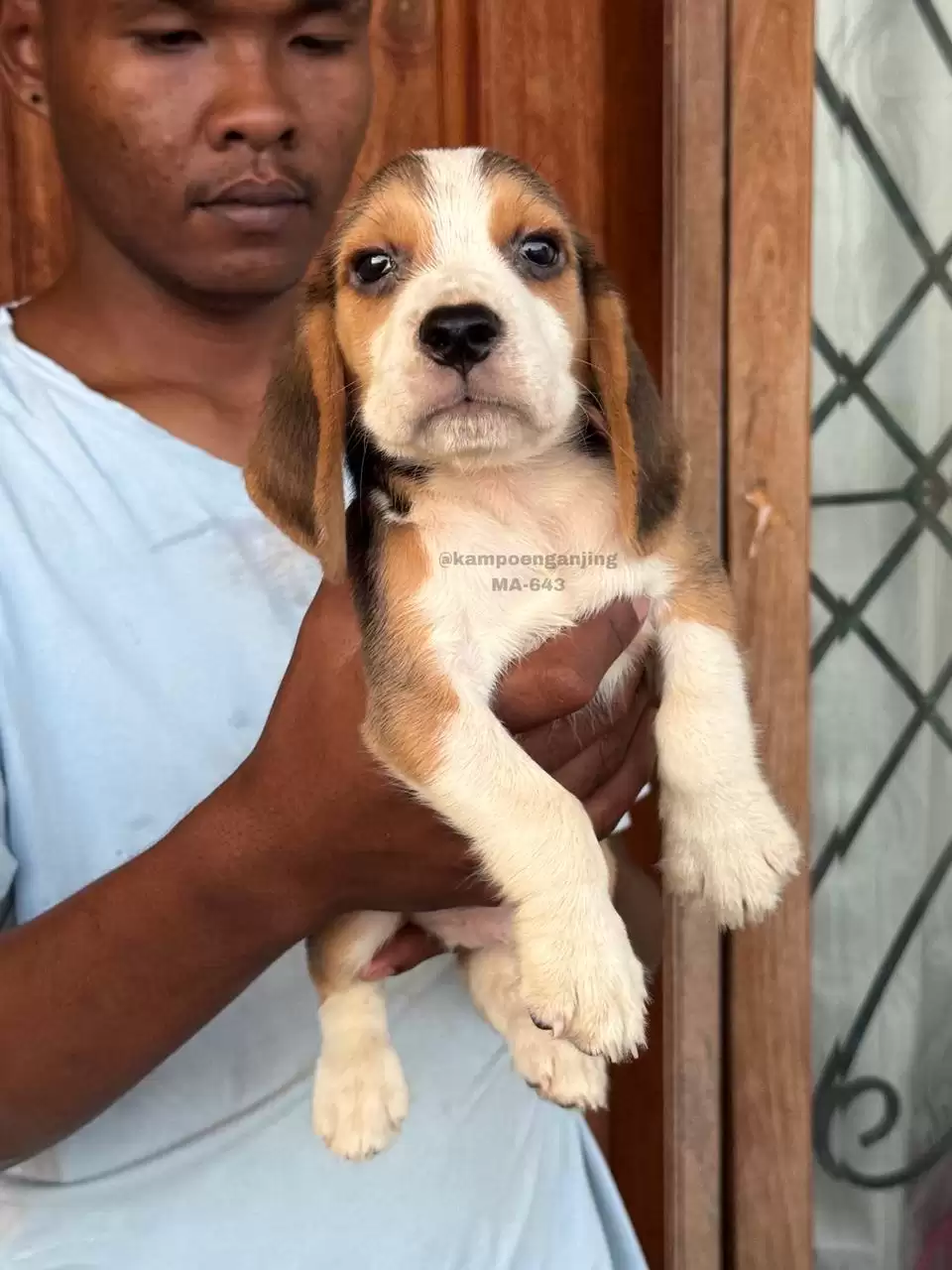 Beagle male 643