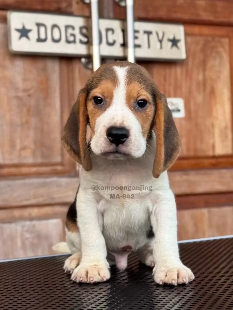 Beagle male 642