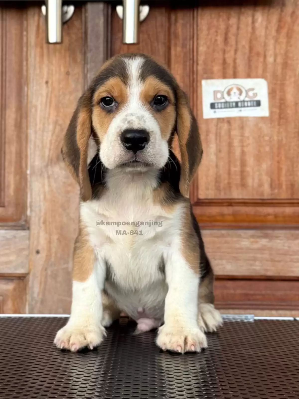 Beagle male 641