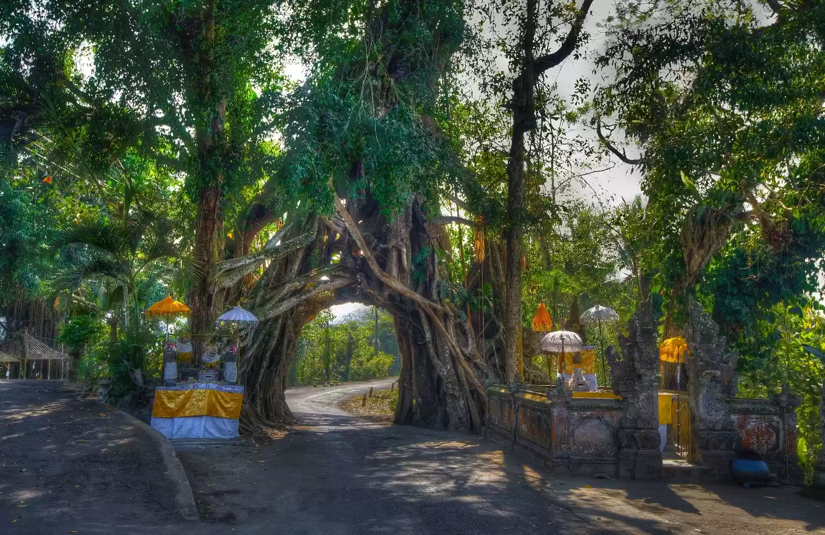 Bunut Bolong (Sacred Tree with Tunnel)