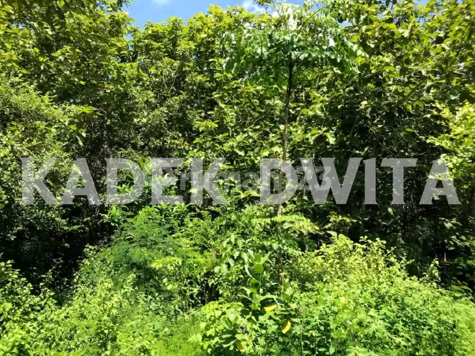 Dijual Tanah Jalan Utama Darmawangsa Kampial, Nusa Dua – Dekat Kampus STP