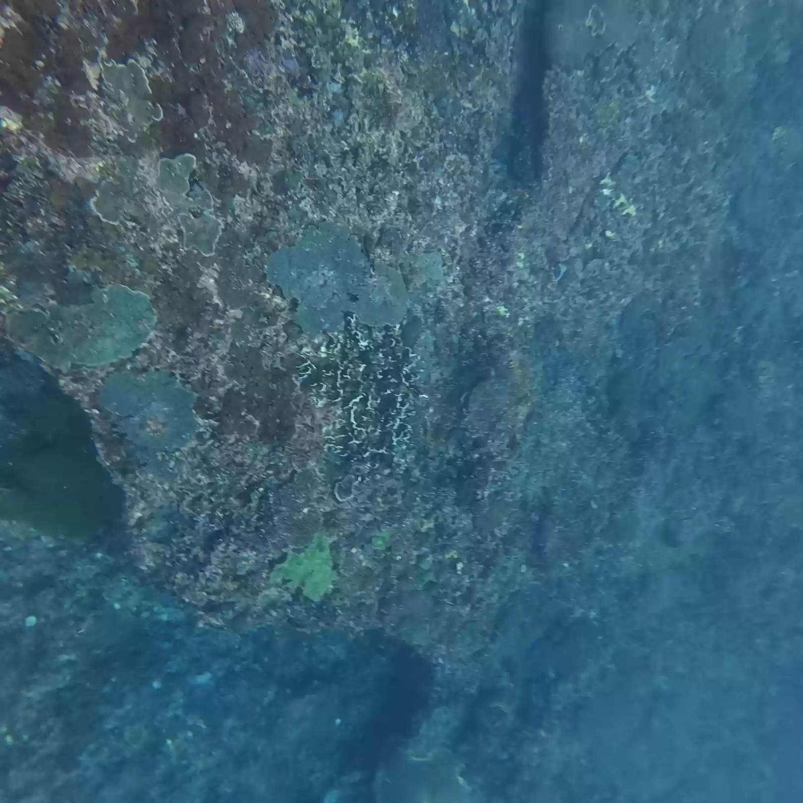 Nusa Penida Snorkeling Adventure