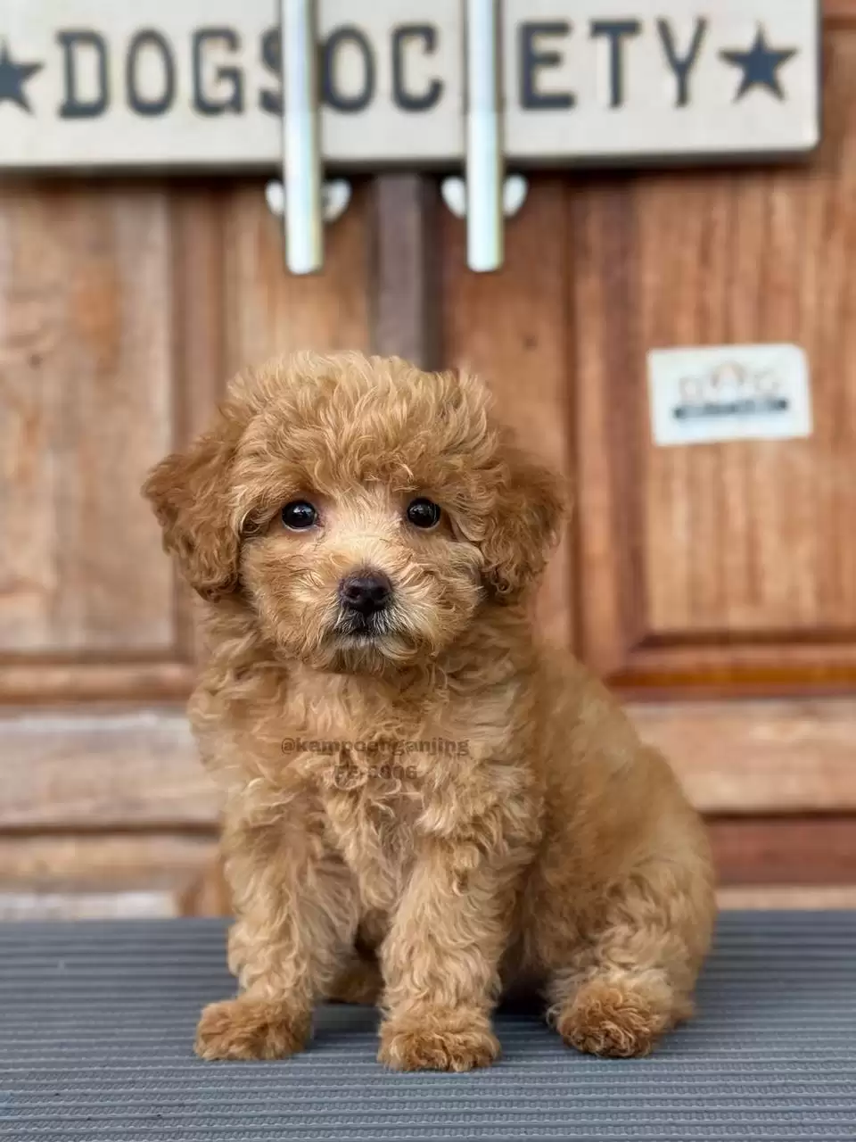 Poodle female 5006