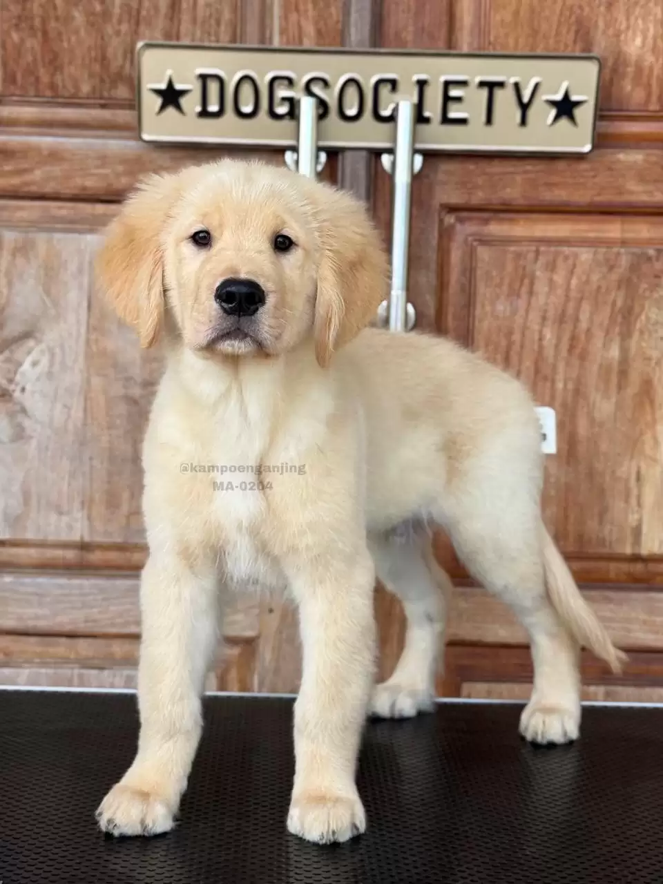 Golden Retriever male 0204