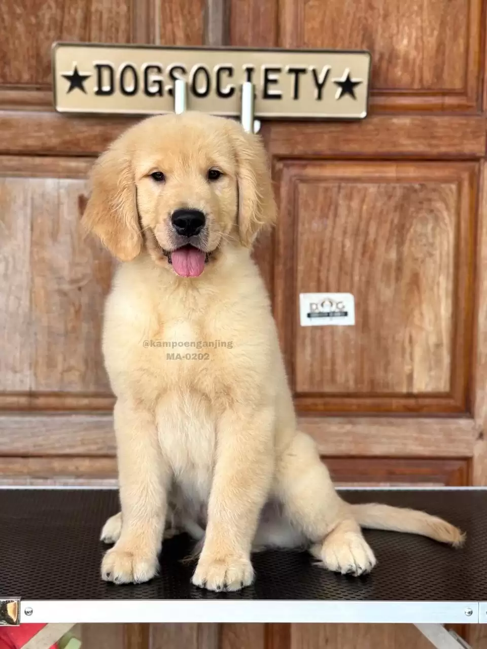 Golden Retriever male 0202