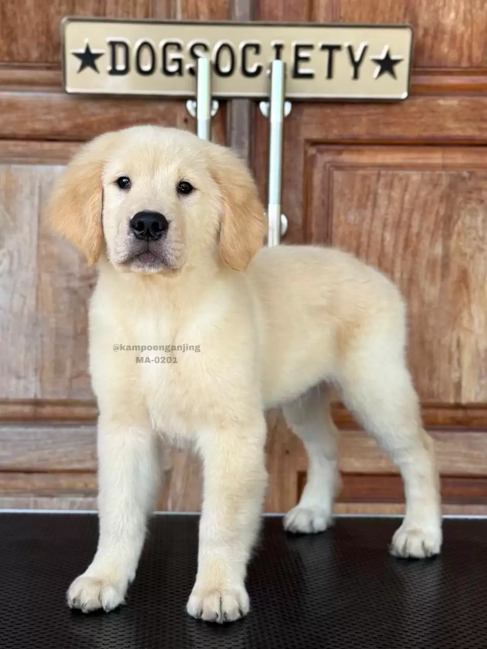 Golden Retriever male 0201