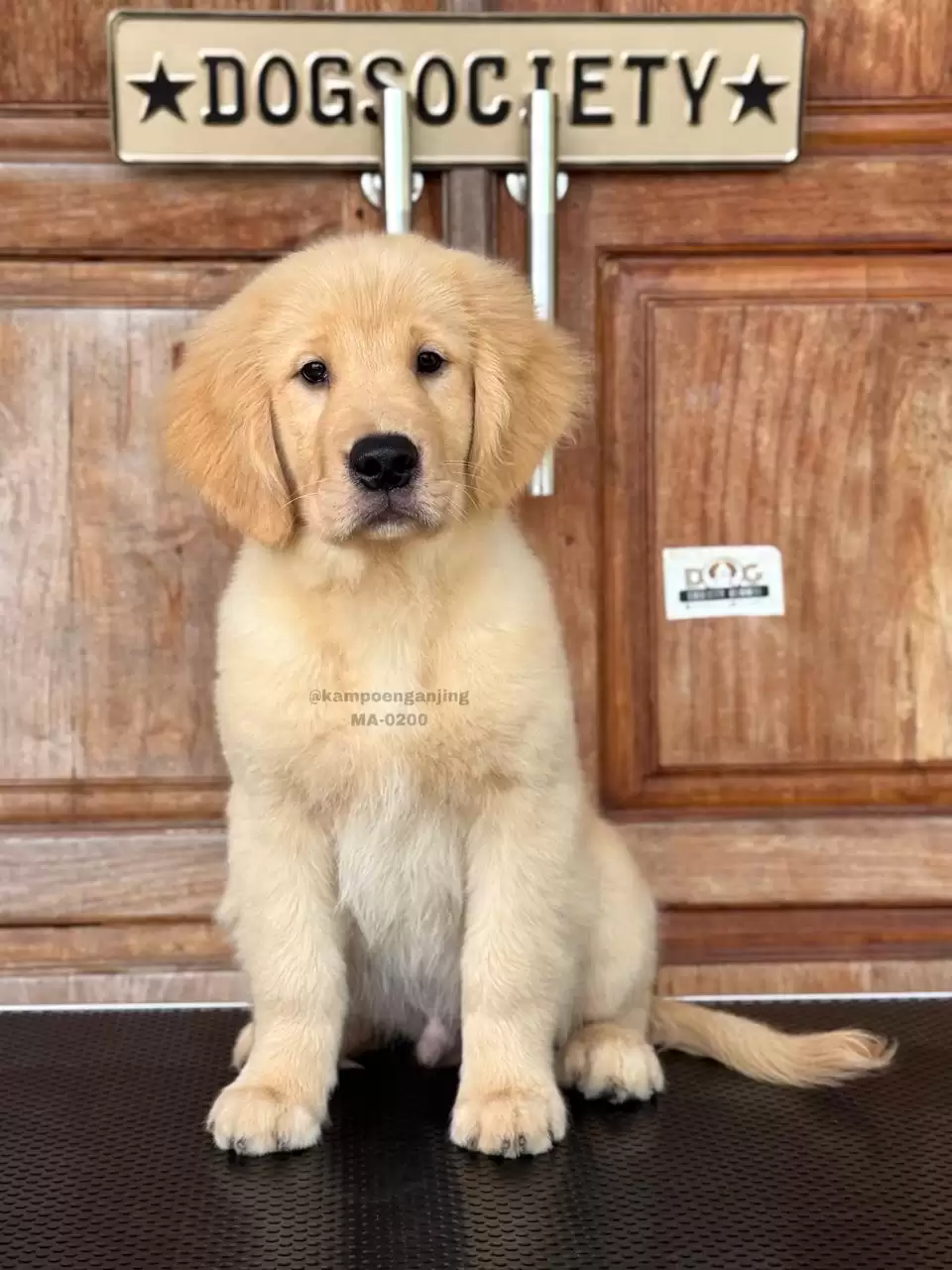 Golden Retriever male 0200