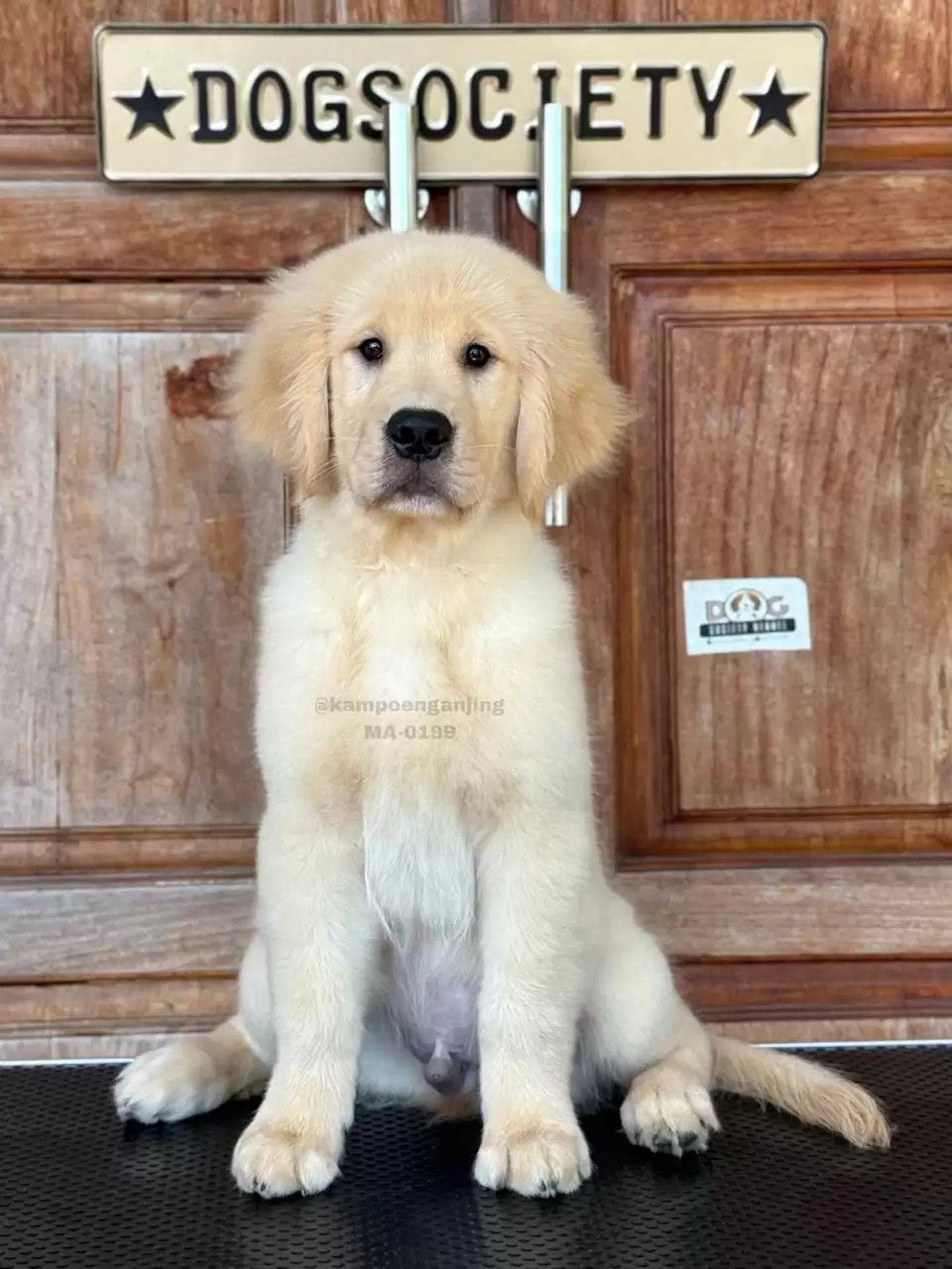 Golden Retriever male 0199