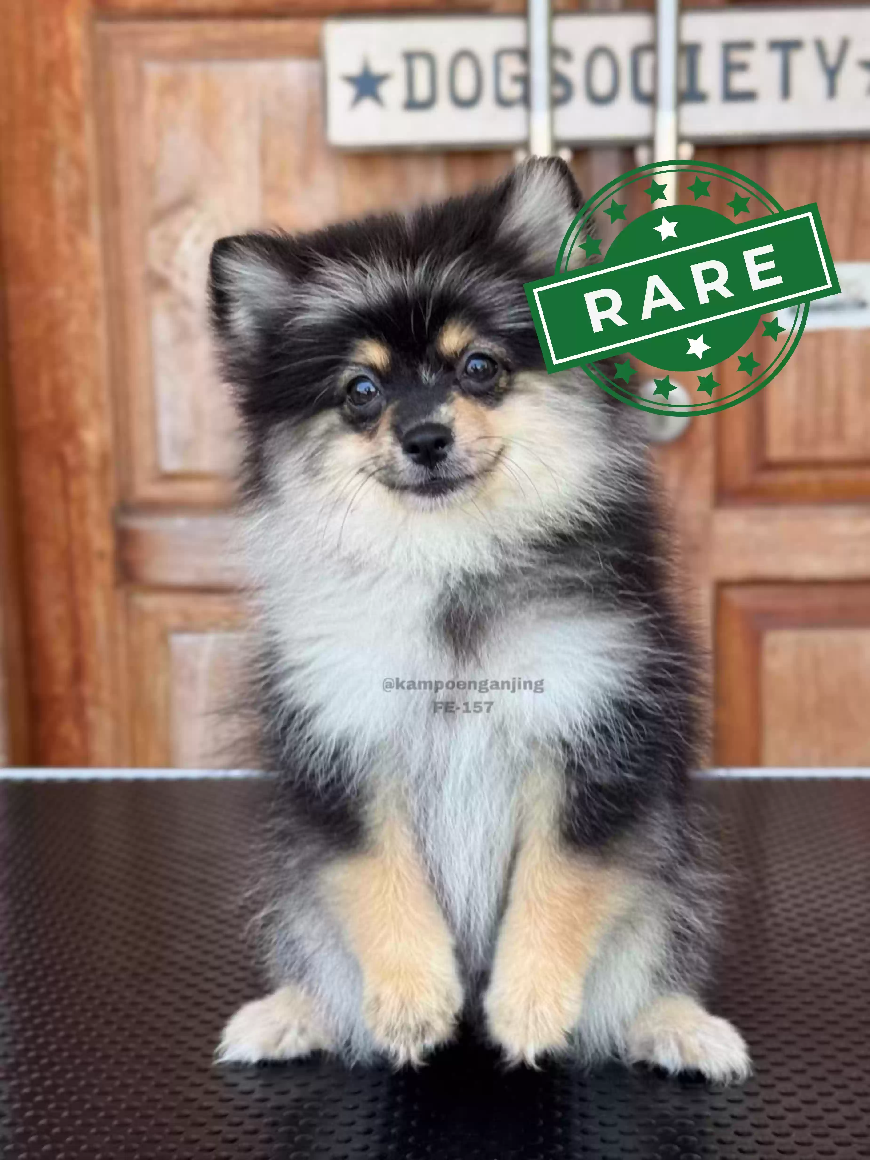 Pomeranian German Spitz female 157