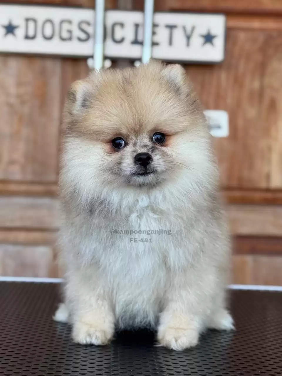 Pomeranian German Spitz female 441