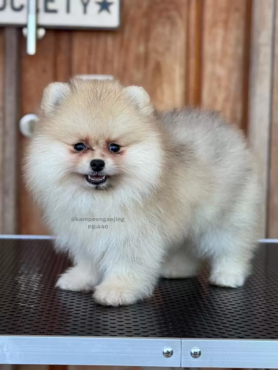 Pomeranian German Spitz female 440
