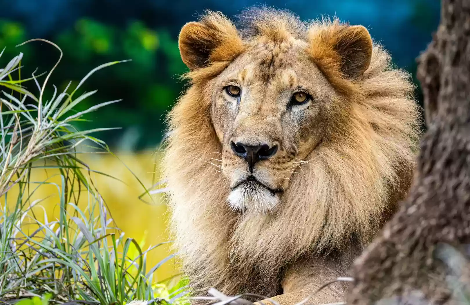 Safari Lion Experience at Bali Safari Park