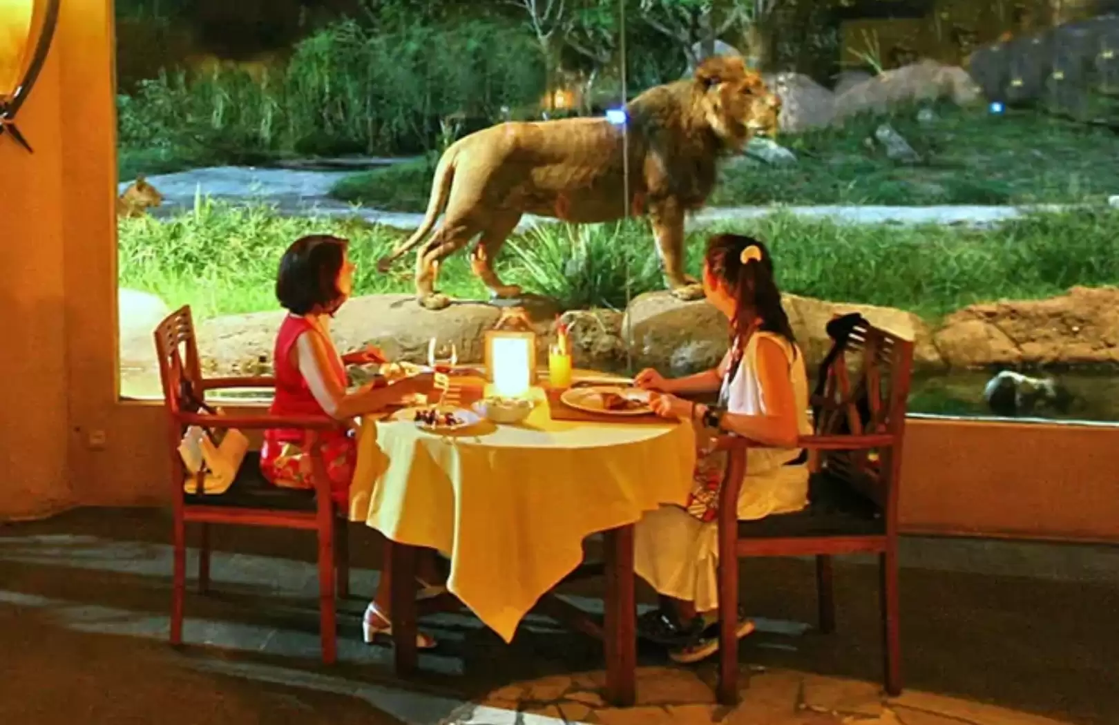 Bali Safari Park Experience