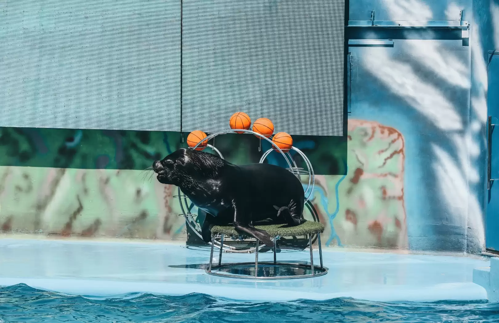 Sea Lion Package at Bali Safari & Marine Park